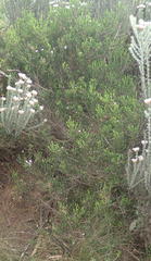 Euchaetis albertiniana