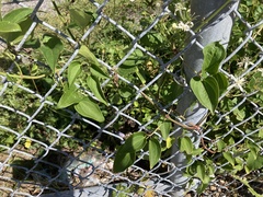 Clematis terniflora