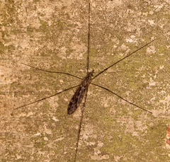 Tipula confusa