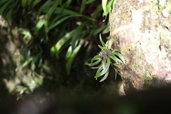 Sarcochilus fitzgeraldii
