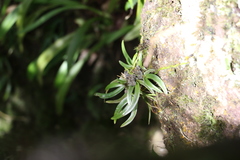 Sarcochilus fitzgeraldii