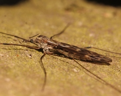 Tipula confusa