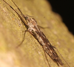 Tipula confusa