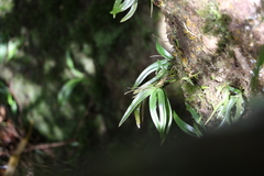 Sarcochilus fitzgeraldii