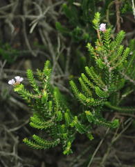 Euchaetis albertiniana
