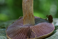 Cortinarius subpulchrifolius
