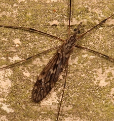 Tipula confusa