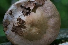 Cortinarius subpulchrifolius
