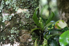 Sarcochilus