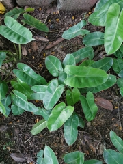 Philodendron burle-marxii