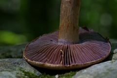 Cortinarius subpulchrifolius