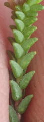 Euchaetis albertiniana
