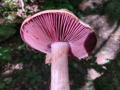 Cortinarius subpulchrifolius