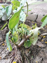 Philodendron burle-marxii