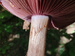 Cortinarius subpulchrifolius