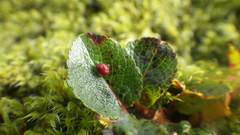 Euura herbaceae