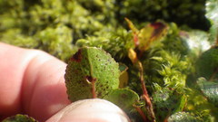 Euura herbaceae