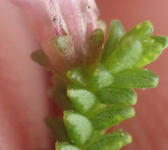 Euchaetis albertiniana