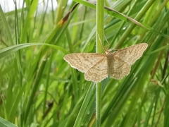 Idaea macilentaria