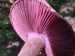 Cortinarius subpulchrifolius