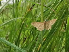 Idaea macilentaria
