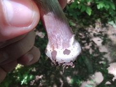 Cortinarius subpulchrifolius