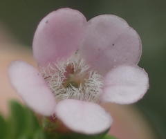 Euchaetis albertiniana