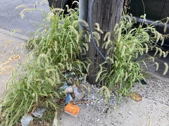 Setaria faberi