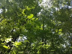 Cortinarius subpulchrifolius