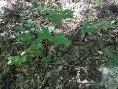 Cortinarius subpulchrifolius