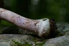 Cortinarius subpulchrifolius