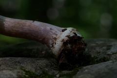 Cortinarius subpulchrifolius