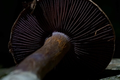 Cortinarius subpulchrifolius