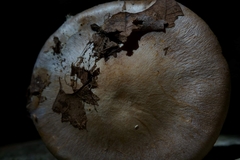 Cortinarius subpulchrifolius