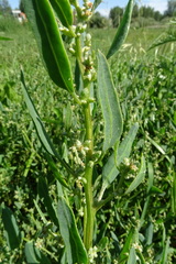 Atriplex fera