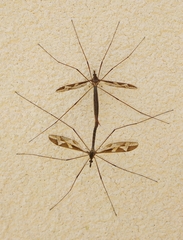 Tipula repanda