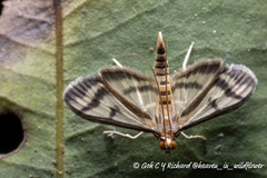Perisyntrocha anialis