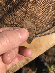 Yphthimoides renata