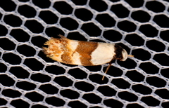 Euphiltra eroticella