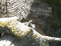 Sceloporus occidentalis occidentalis