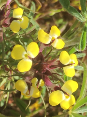 Triphysaria eriantha