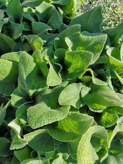 Salvia aethiopis