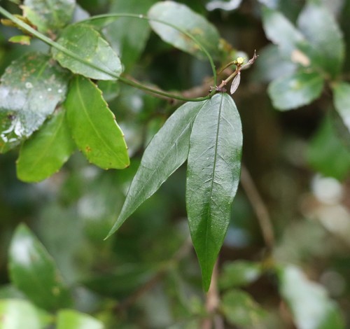 Image of Parsonsia induplicata by (c) Greg Tasney, some rights reserved (CC BY-SA)