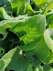Salvia aethiopis
