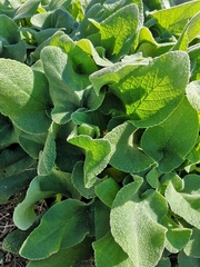 Salvia aethiopis