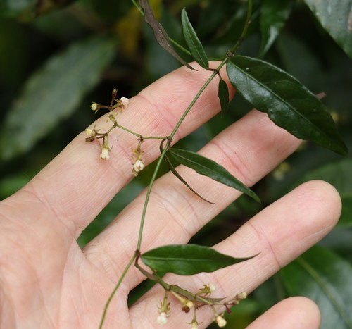 Image of Parsonsia induplicata by (c) Greg Tasney, some rights reserved (CC BY-SA)