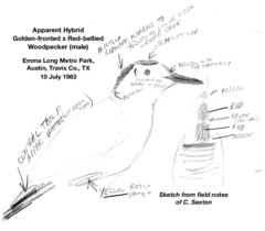 Melanerpes aurifrons × carolinus