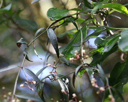 Image of Parsonsia induplicata by (c) Greg Tasney, some rights reserved (CC BY-SA)