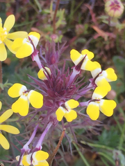 Triphysaria eriantha