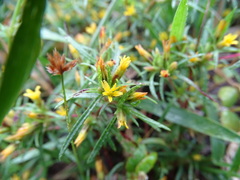 Pectis linearifolia
